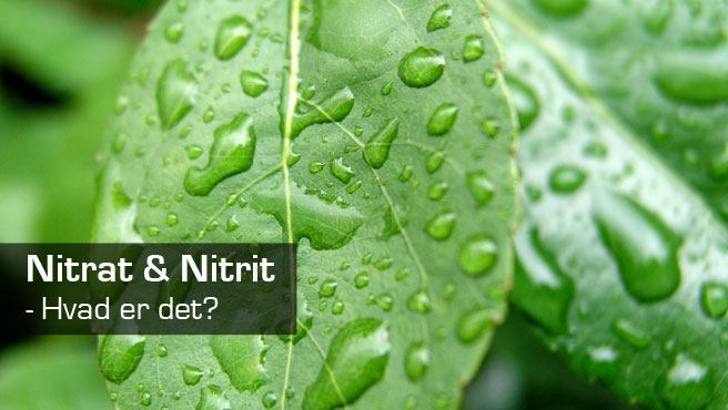 Nitrat og nitrit